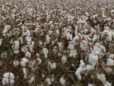 Les ventilateurs centrifuges SunxFan Double Inlet sont à nouveau améliorés: la nouvelle génération de produits EC à fréquence variable aide les cueilleurs de coton à fonctionner efficacement